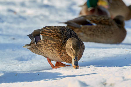 duck in a winter lake closeup lake backgroundの写真素材