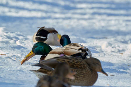 on the shore there are large the birdsの写真素材