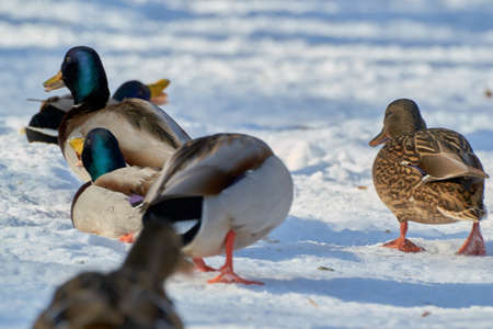 A wild duck swims in a winter pondの写真素材