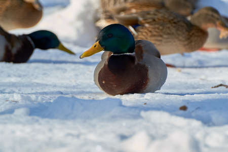 on the shore there are large the birdsの写真素材