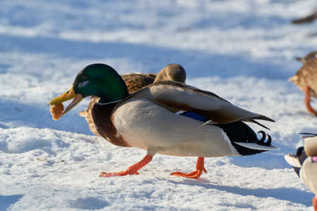 Beautiful landscape and in the flock of birdsの写真素材