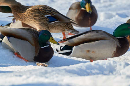 wild bird swimming in the frozen in waterの写真素材
