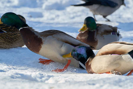 the birds beautiful near ice with winter snowの写真素材