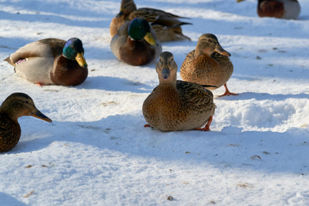 Gray wild bird closeup on a winterの写真素材