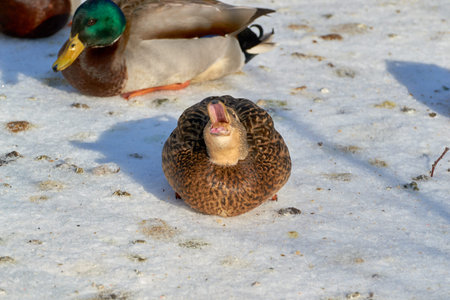 Colorful duck near ice with winter snowの写真素材