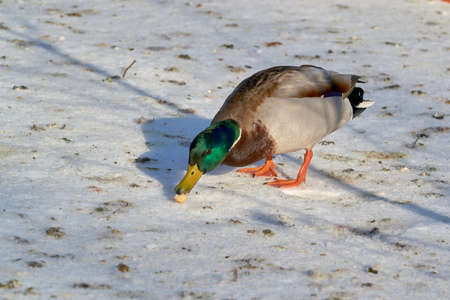 duck standing backwards to each otherの写真素材