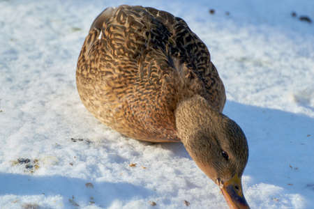 Beautiful landscape in near water a flock of ducksの写真素材
