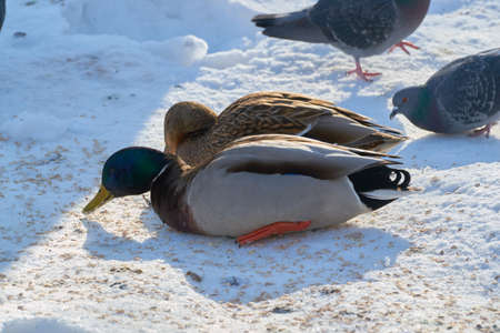 BIRD standing to each other on covered shoreの写真素材