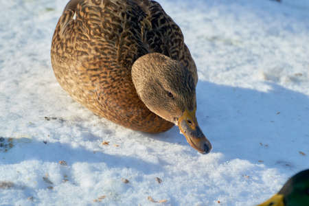 duck in a winter lake closeup lake backgroundの写真素材