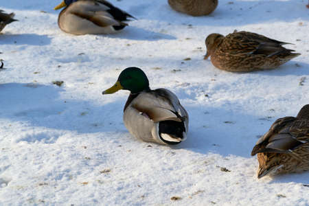 beautiful wild ducks closeup on a winterの写真素材