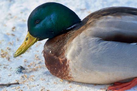 Beautiful landscape in near water a flock of ducksの写真素材