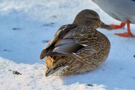 birds beautiful near ice with winter snowの写真素材