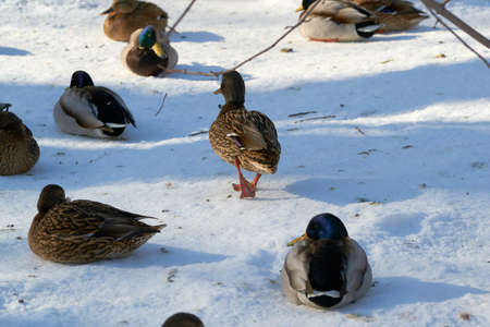 Colorful bird near ice with winter snowの写真素材