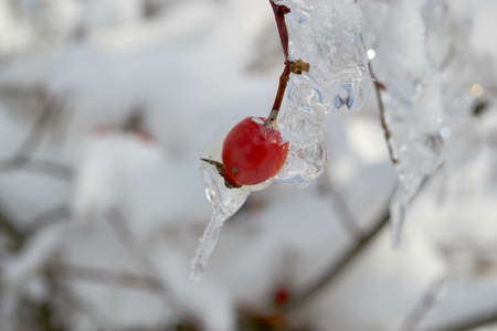Frozen wild rose hips from sweet briar Rosa rubiginosa covered with ice crystalsの写真素材