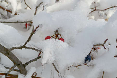 sweet briar Rosa rubiginosa covered with ice crystalsの写真素材