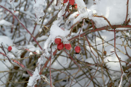 Crushed ice, red, juicy berries of wild rose close upの写真素材