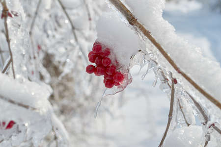 winter red, juicy, ripe viburnum grows on a large treeの写真素材