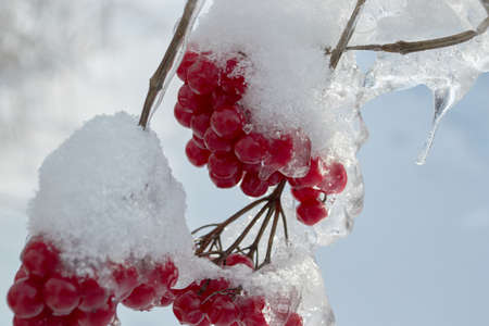 viburnum with hoarfrost on the branches closeupの写真素材
