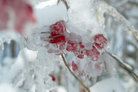 in winter, large branches hanging ripe, beautiful fruitsの写真素材