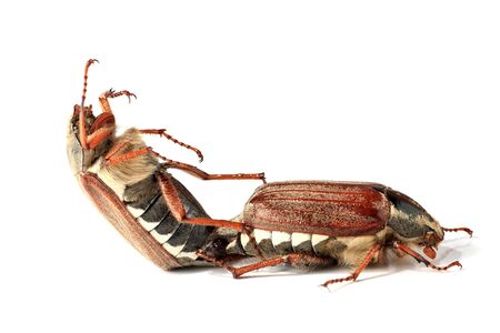 Cockchafers are copulating on the isolated backgroundの写真素材