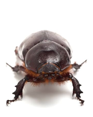 Big beetle on the isolated backgroundの写真素材