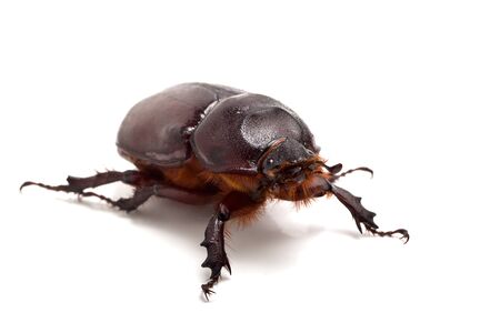 Big beetle on the isolated backgroundの写真素材