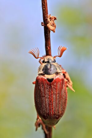Cockchafer on the sky backgroundの写真素材