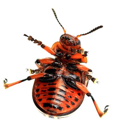 Dead colorado beetle on the isolated backgroundの写真素材