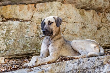 Dog in the mountain, Turkey, rocks, hiking Likyaの写真素材