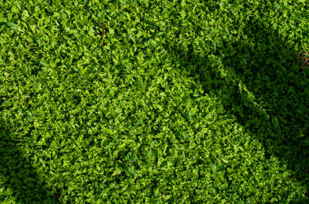 Green grass close-up. Round and oblong leaves are visible. The beginning of summer - all plants are poured force.の写真素材