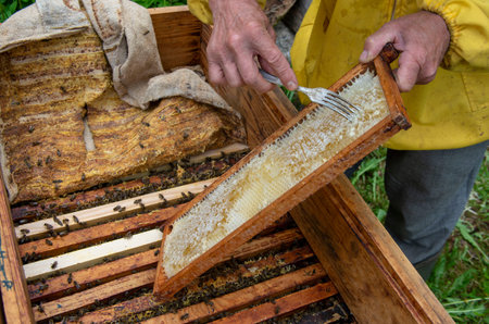 The beekeeper in the apiary. Pulls the frame out of the hive. Bees on the honeycomb. A beekeeper...