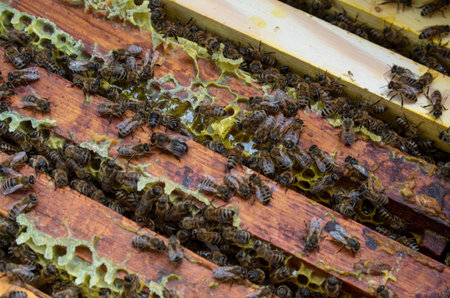 Many bees close-up in the photo. The beekeeper is working.
