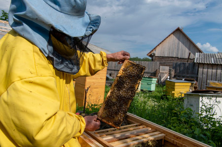 A man pulls out of the hive frame with honey and bees.の写真素材