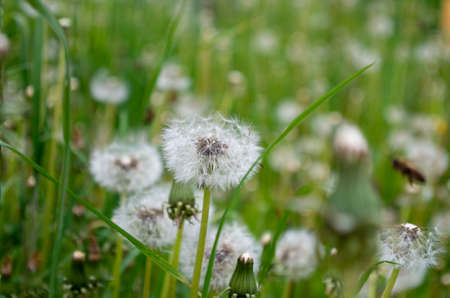 A large number of blooming dandelions among the grass.の写真素材