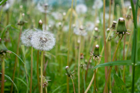 A large number of blooming dandelions among the grass.の写真素材