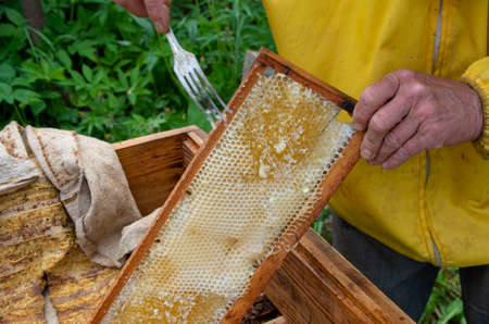 The beekeeper in the apiary. Pulls the frame out of the hive. Bees on the honeycomb. A beekeeper taking a honeycomb from a hiveの写真素材