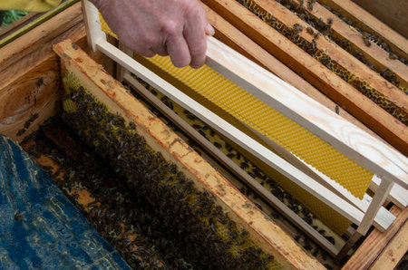The beekeeper in the apiary. Pulls the frame out of the hive. Bees on the honeycomb. A beekeeper...