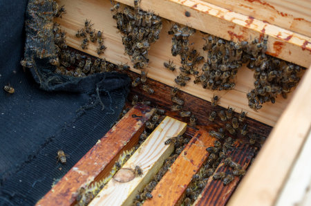 Photo colony of bees that sit on the walls of the hive while the beekeeper is working.