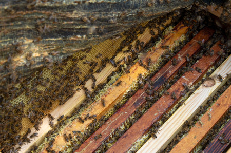 Photo colony of bees that sit on the walls of the hive while the beekeeper is working.