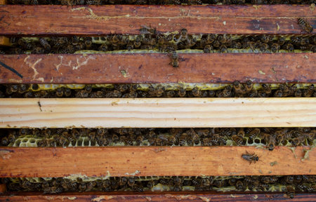 Photo colony of bees that sit on the walls of the hive while the beekeeper is working.