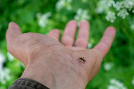Mosquito sits on human skin and drinks blood. Mosquito drank bloodの写真素材