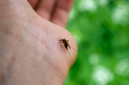 Mosquito sits on human skin and drinks blood. Mosquito drank bloodの写真素材