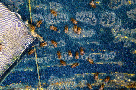 Photo colony of bees that sit on the walls of the hive while the beekeeper is working.