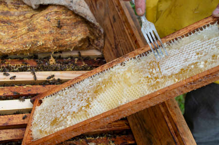 The beekeeper in the apiary. Pulls the frame out of the hive. Bees on the honeycomb. A beekeeper taking a honeycomb from a hiveの写真素材