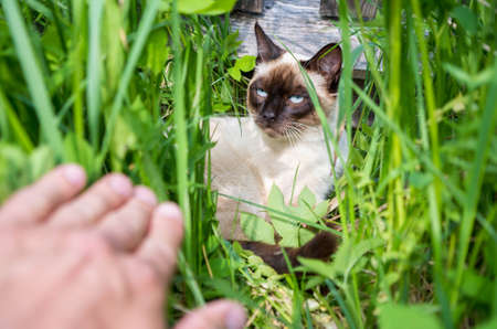 A young Thai cat hid in the grass. Man hand pushes the grass to see the cat.の写真素材
