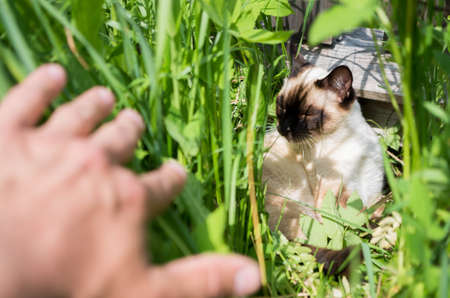 A young Thai cat hid in the grass. Man hand pushes the grass to see the cat.の写真素材