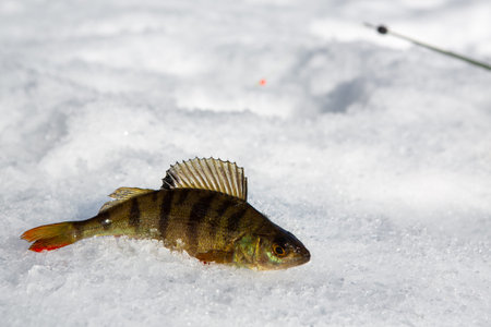 winter fishing, perch fish on the snow in winter on the lake, river.