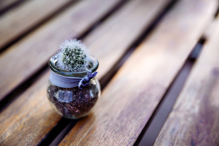 Transparent glass pot with cactus.の写真素材