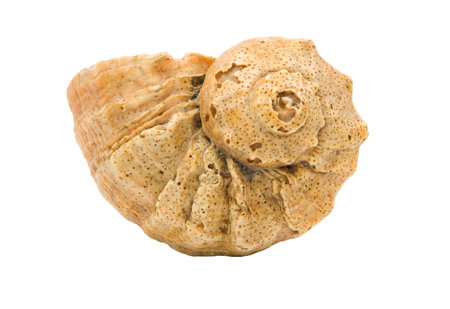 Sea shell, isolated on white backgroundの写真素材