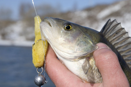 Bass in fisherman's hand with bait in mouth